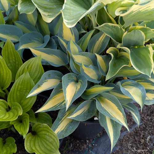 Hosta "Catherine"