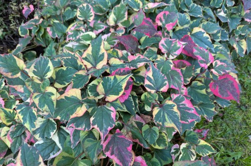 Houttuynia cordata „Chameleon”