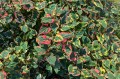 Houttuynia cordata „Chameleon”