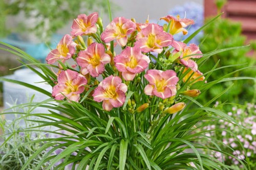 Hemreocallis "Pitoya Icefall"