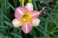 Hemerocallis "Pitoya Icefall"
