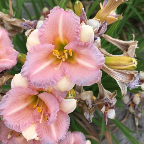 Hemerocallis "Bloomfinity Blushing Bluebell"