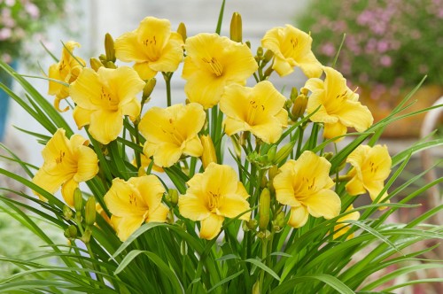 Hemerocallis "EveryDayLily Gold"