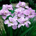 Iris sibirica "Kita-No-Seiza