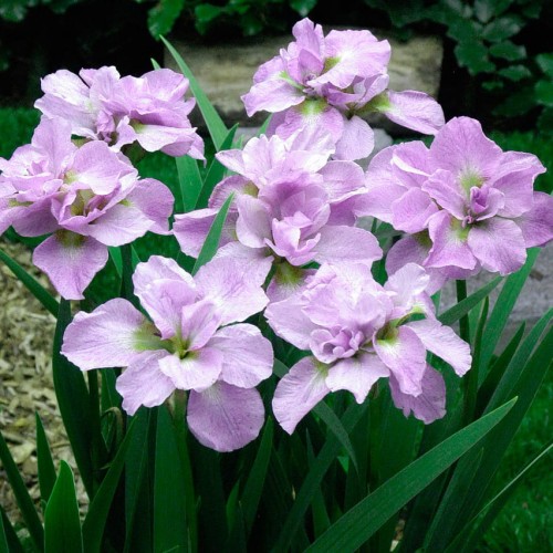 Iris sibirica "Kita-No-Seiza