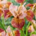 Iris sibirica „Paprikash”
