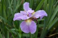 Iris sibirica "Kita-No-Seiza