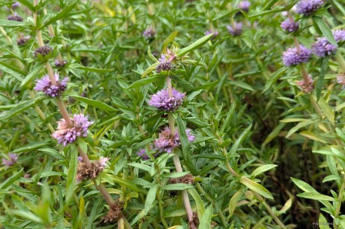 Mentha cervina