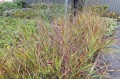 Panicum virgatum "Oxblood Autumn"