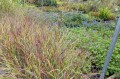 Panicum virgatum "Oxblood Autumn"