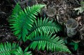 Polystichum braunii
