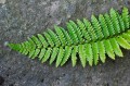 Polystichum braunii