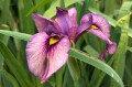 Iris pseudata "Yoru No Akari"
