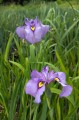 Iris x pseudata "Shiryukyo"