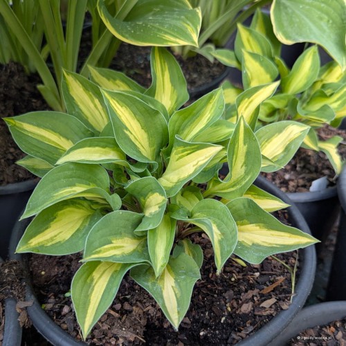 Hosta „Virginia Reel”