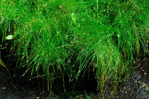 Eleocharis acicularis