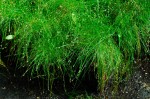 Eleocharis acicularis - ponikło igłowate 100 sztuk