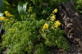 Corydalis lutea