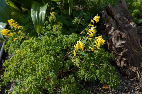 Corydalis lutea