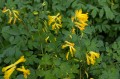 Corydalis lutea