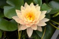 Nymphaea „Clyde Ikins”