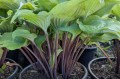 Hosta "Holar Rising Flame"