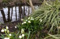 Leucojum vernum