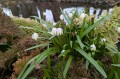 Leucojum vernum