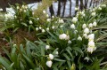 Leucojum vernum