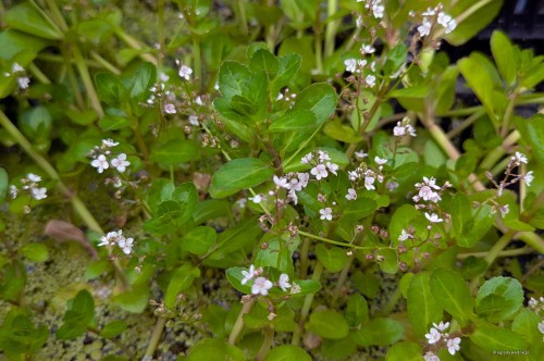 Veronica beccabunga "Rosea"
