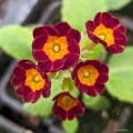 Primula veris "Sunset Shades"