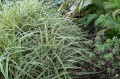Carex morrowii "Vanilla Ice"