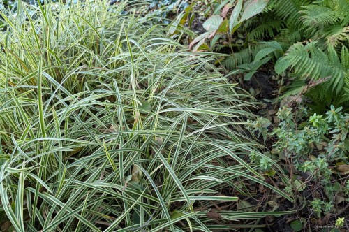 Carex morrowii "Vanilla Ice"