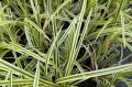 Carex morrowii "Vanilla Ice"