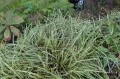 Carex morrowii "Vanilla Ice"