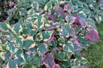 Houttuynia cordata „Chameleon” - tułacz pstry 100 sztuk