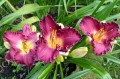 Hemerocallis "Francis Of Assisi"; fot.KG
