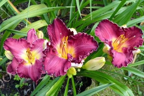 Hemerocallis "Francis Of Assisi"; fot.KG