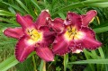 Hemerocallis "Francis Of Assisi", fot.KG