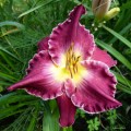 Hemerocallis "Francis Of Assisi", fot.KG