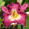 Hemerocallis "Francis Of Assisi", fot.KG