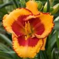 Hemerocallis "Andy Candy"
