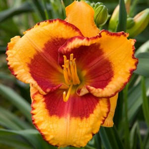 Hemerocallis „Andy Candy” - liliowiec