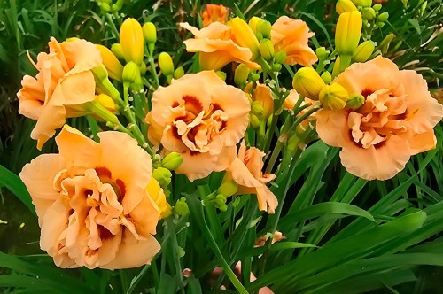 hemerocallis_apricot_bliss_he.jpg