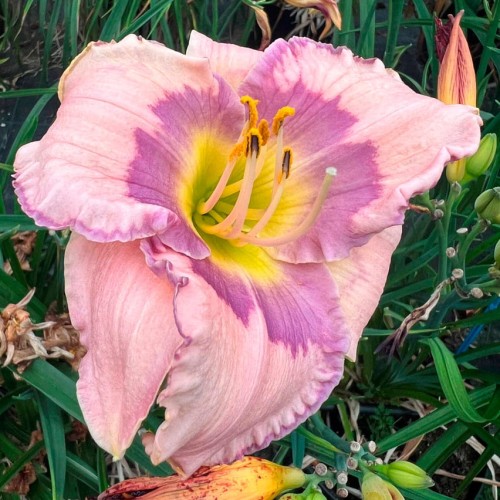 Hemerocallis "Amethyst Kiss"