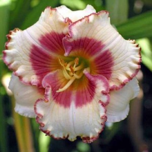 Hemerocallis „Be My Girl” - liliowiec
