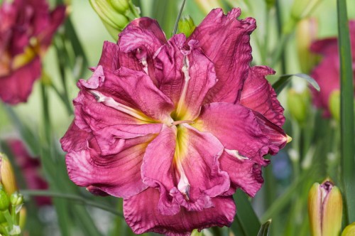Hemerocallis "Scarlet Ruffles"