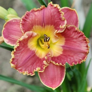 Hemerocallis „Spacecoast Easy Rider” - liliowiec