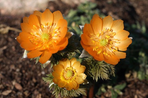 Adonis amurensis "Chichibu Beni", fot. ER