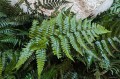 Dryopteris erythrosora "Brillance"